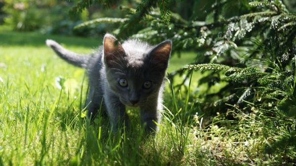 How to Create a 'Cooling Corner' in the Garden for Your Pets this Summer