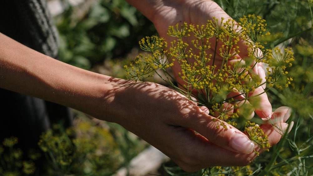 A person handles a plant with small, yellow flowers.