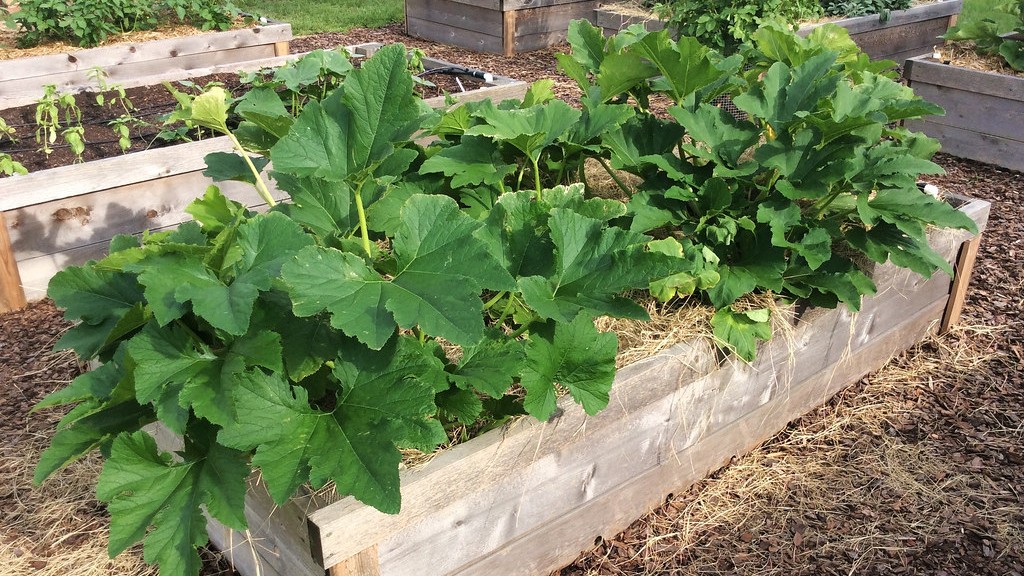 Plants growing in a large raised bed.