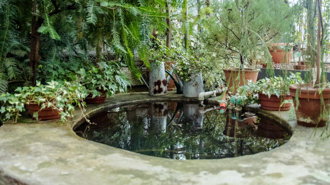 A small garden pond surrounded by small trees and plant pots.