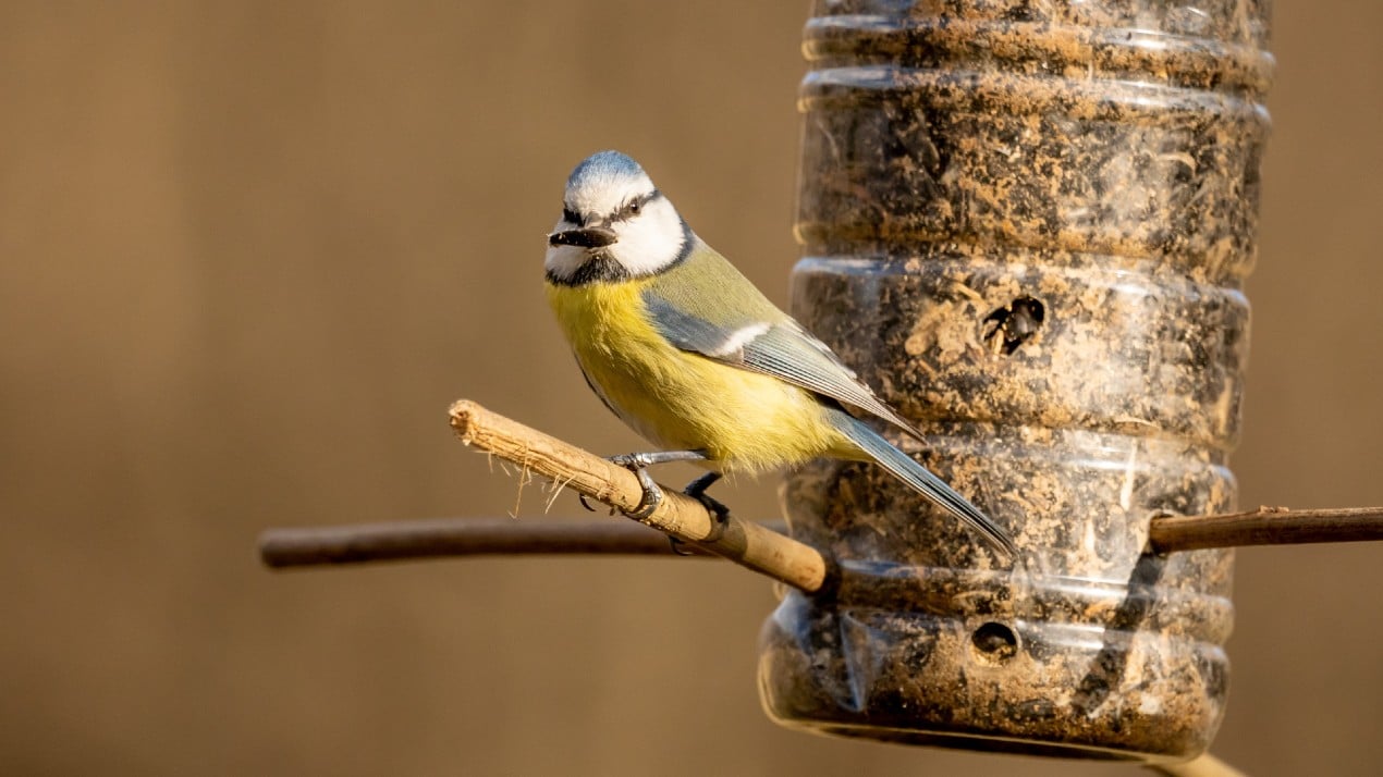 Blue tit sitting on a bird feeder.
