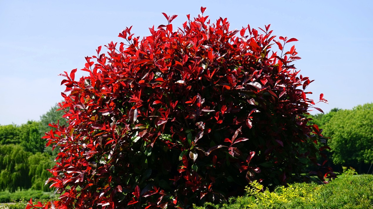 Small tree with red leaves.