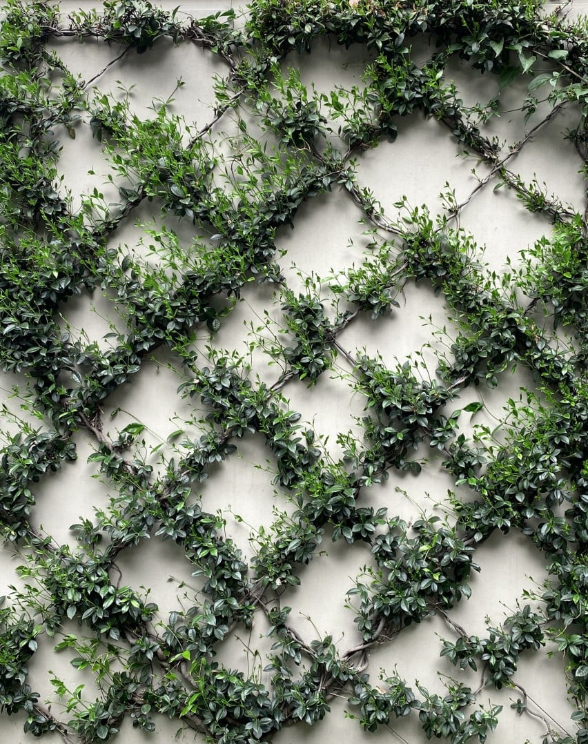 Climbing plants on a trellis