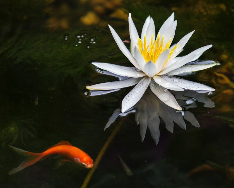 Coy carp and a flower floating in a garden pond