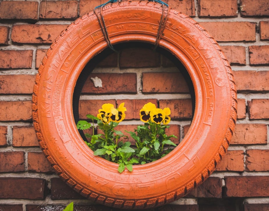 Pansies growing in a tyre planter painted orange