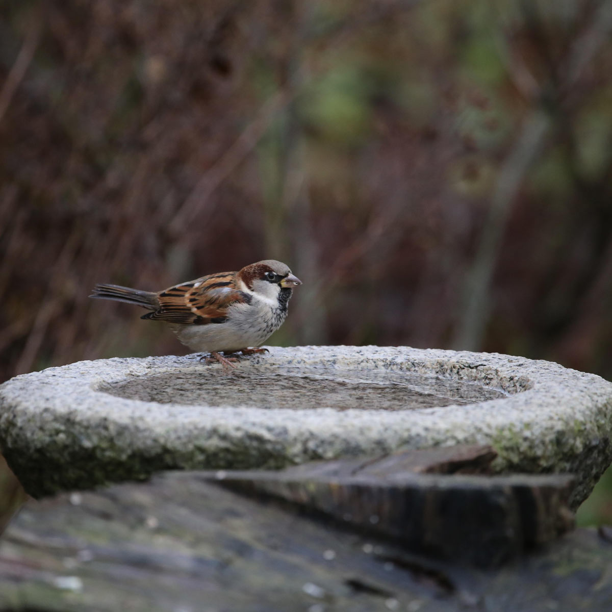 Birdbath with Sparrow