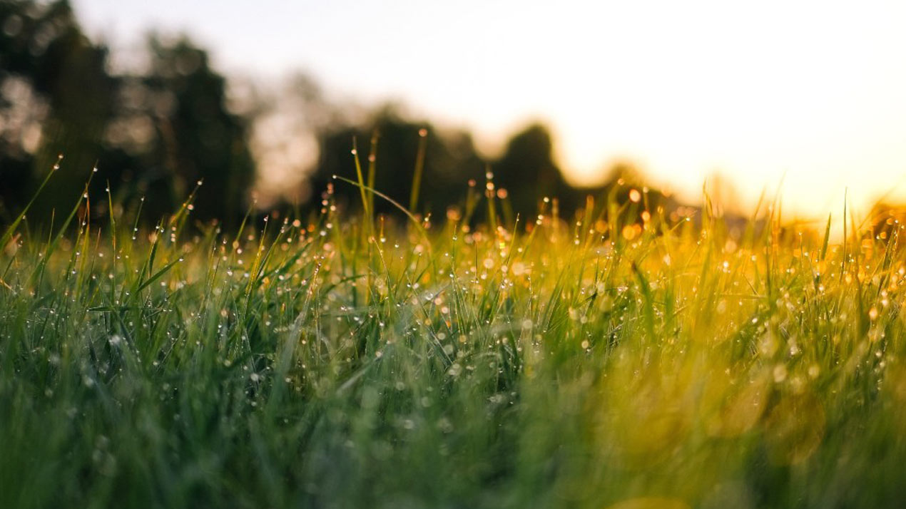 Sunrise - Dew on Grass