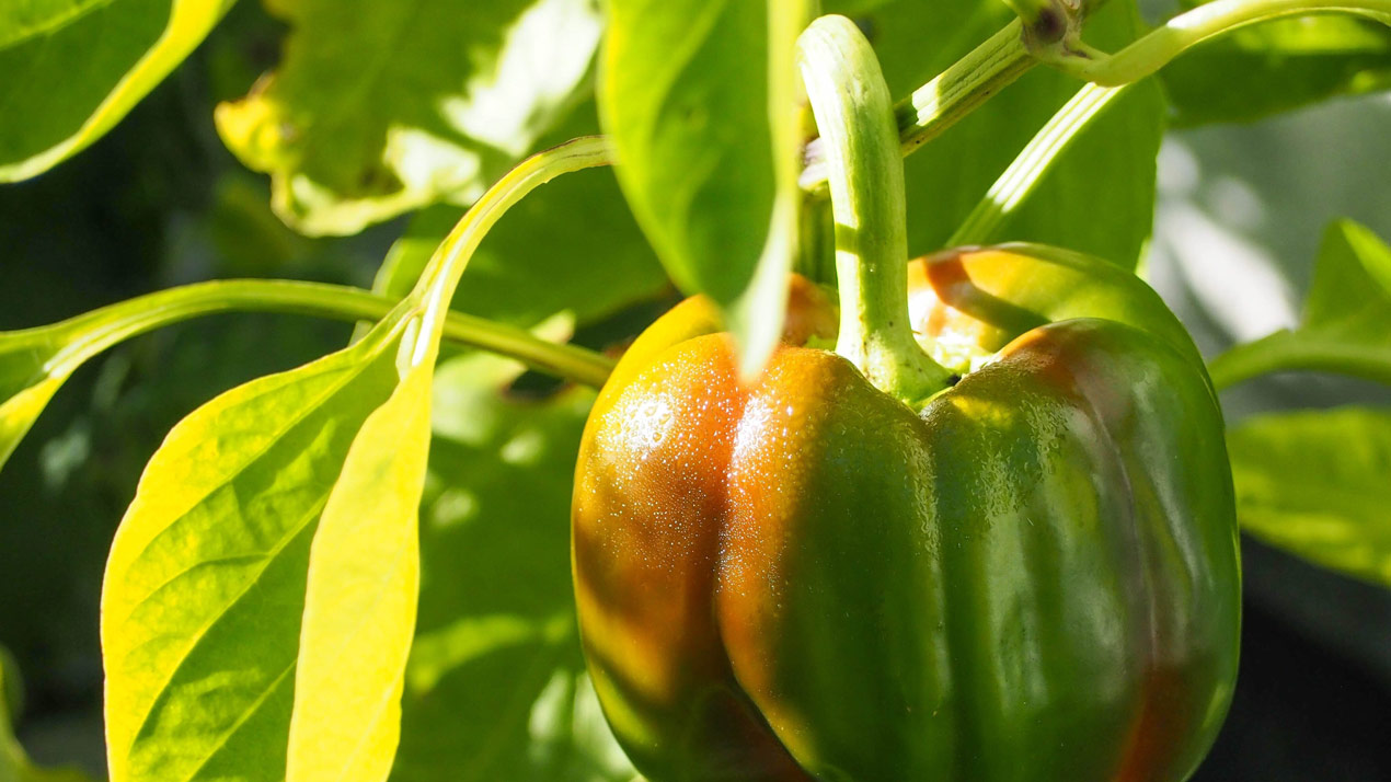 Grow Your Own Vegetables