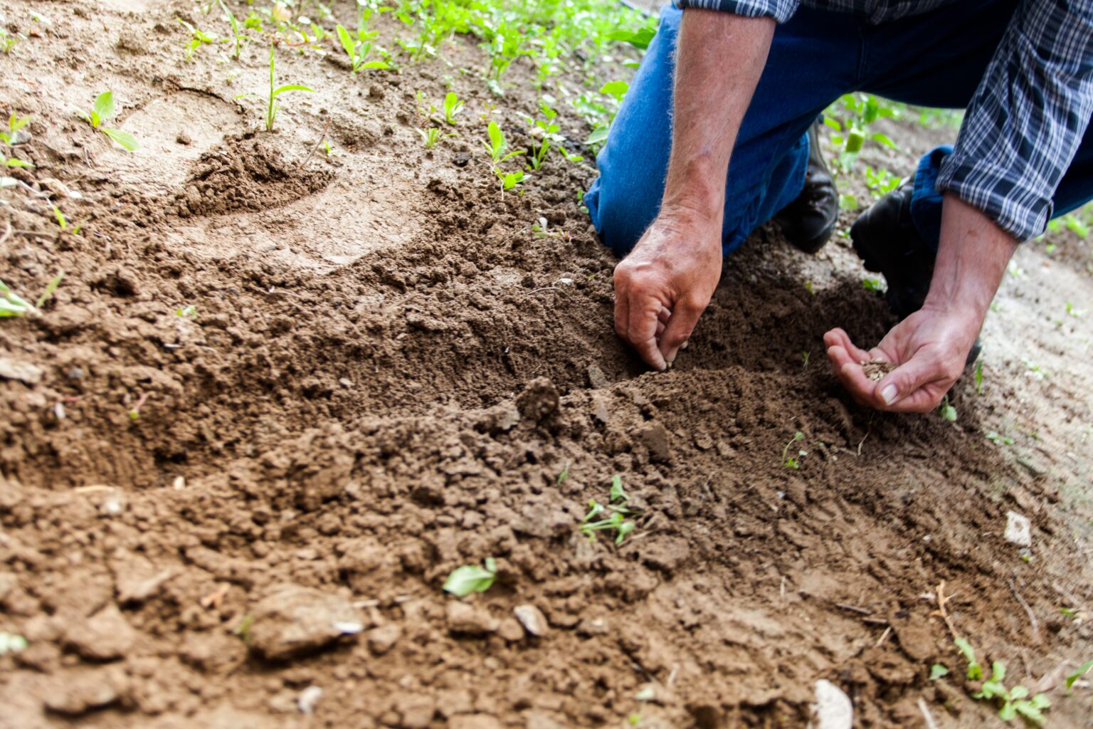 man sewing vegetable seeds