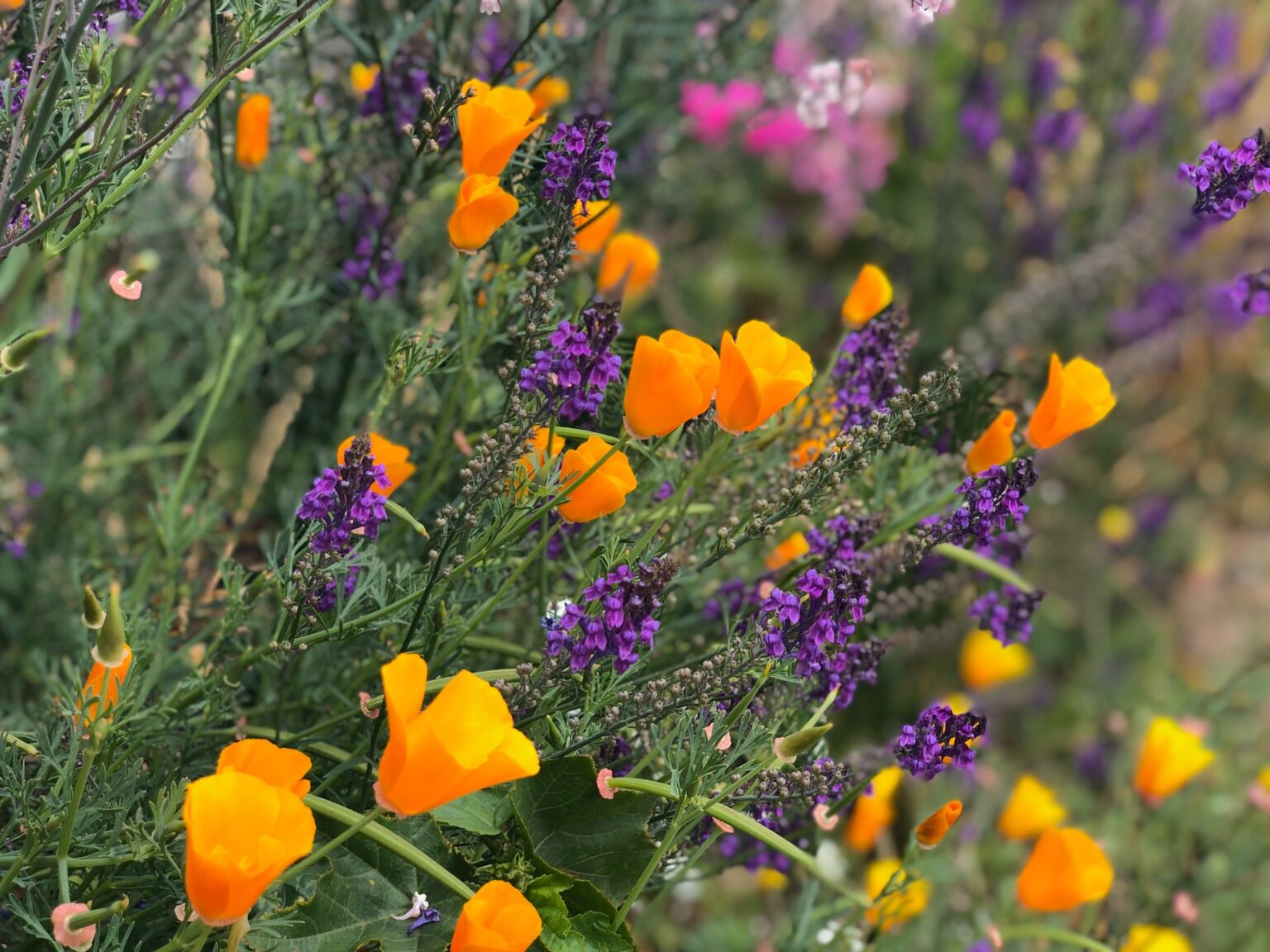 bright orange and purple flowers