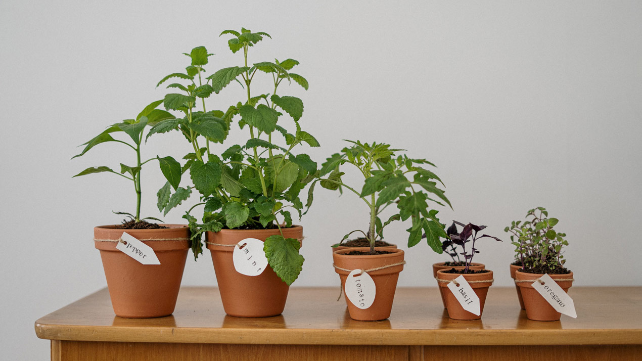 Grow your own herbs and vegetables