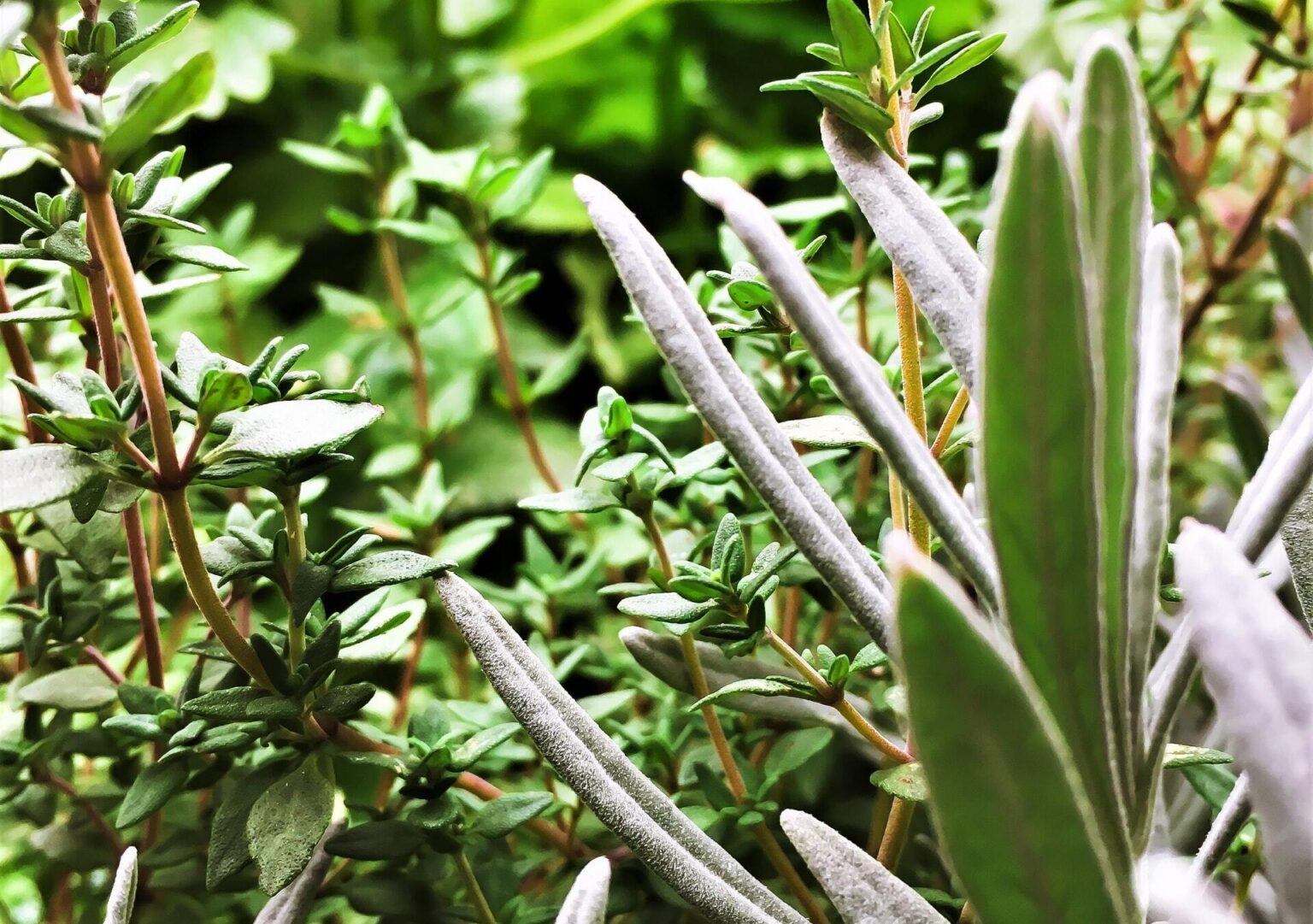 sage and thyme plants