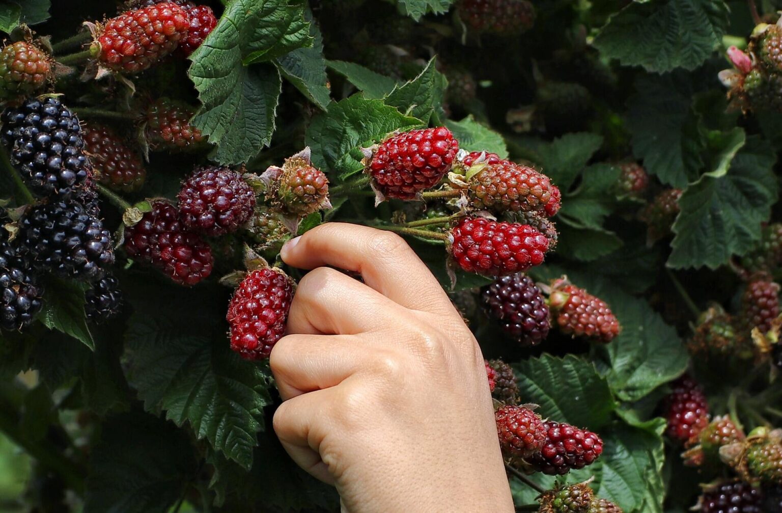 hand picking raspberrys
