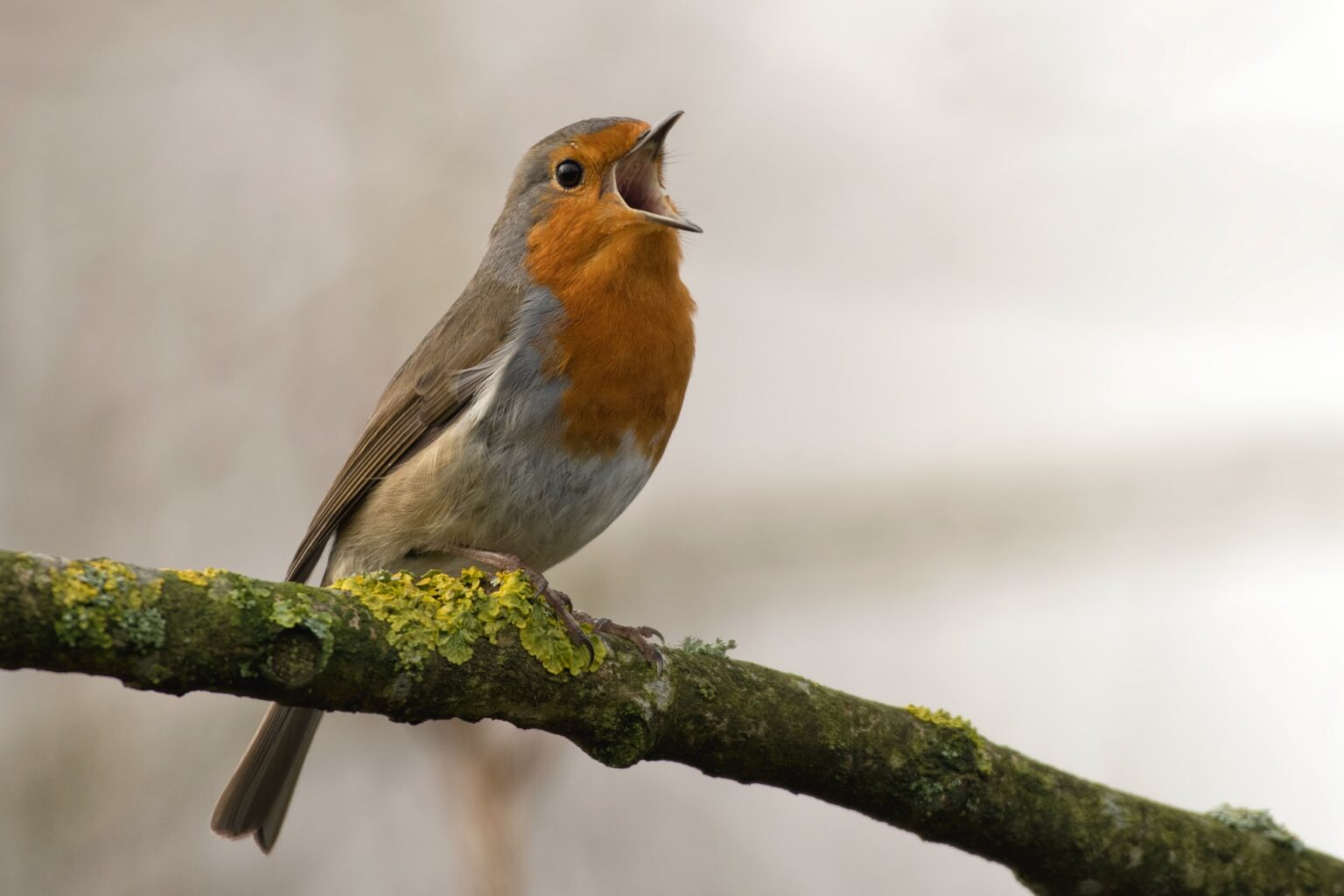 bird singing on a branch