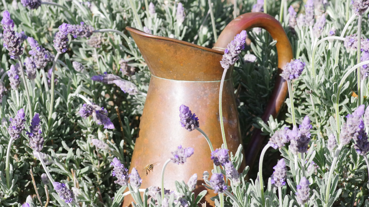 rustic milk jug in lavender