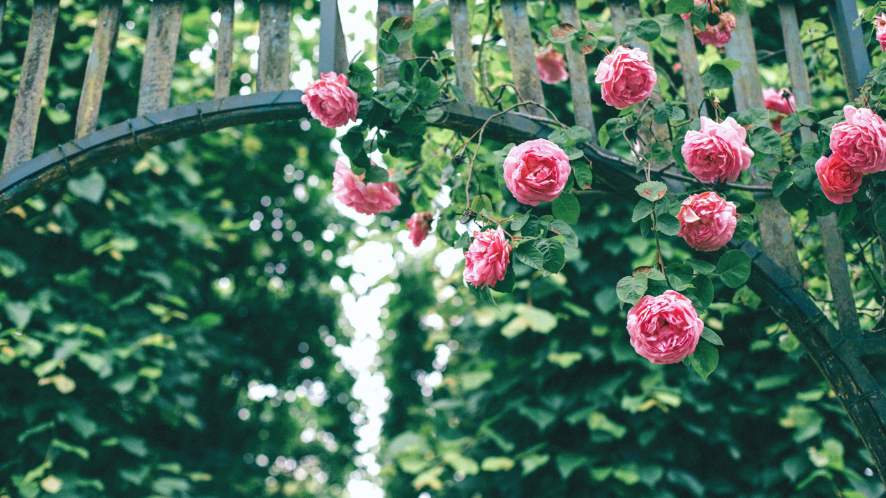 traditional climbing roses