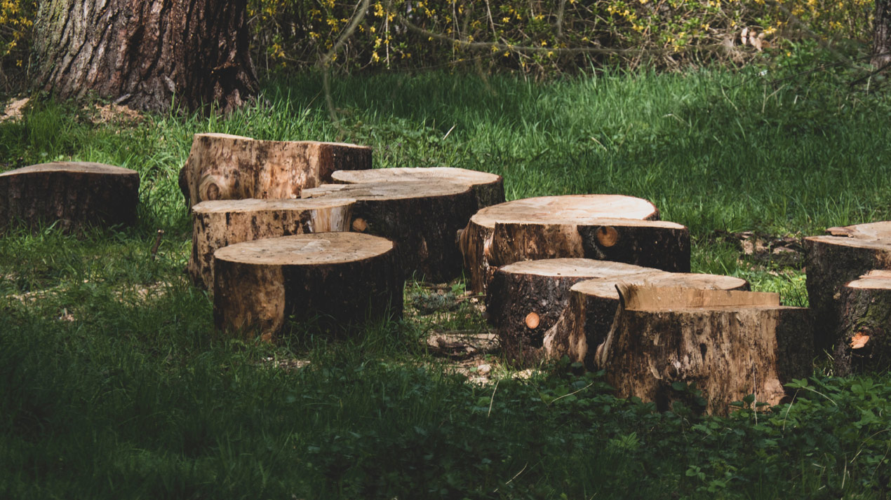 Tree trunk seating