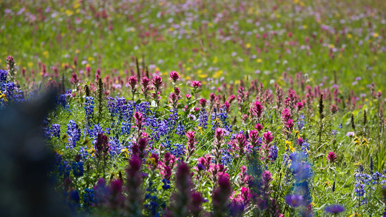 wildflowers from a cottage garden