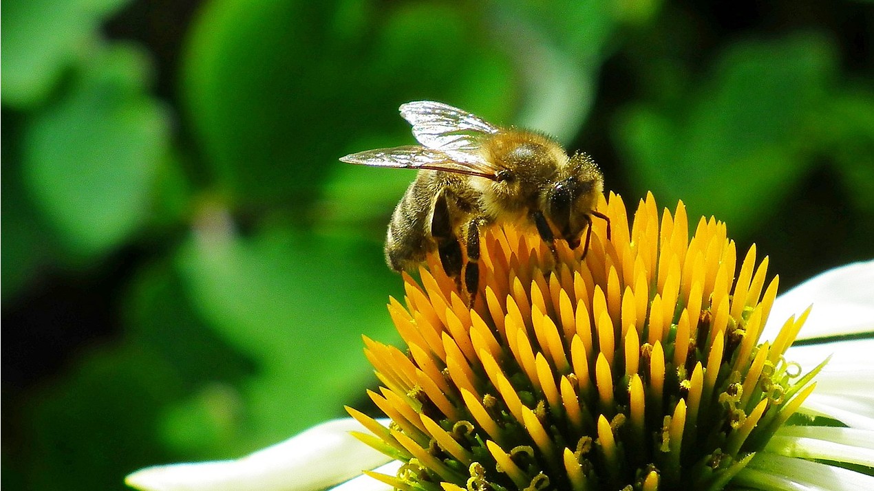 Honey bee and echinacea white swan