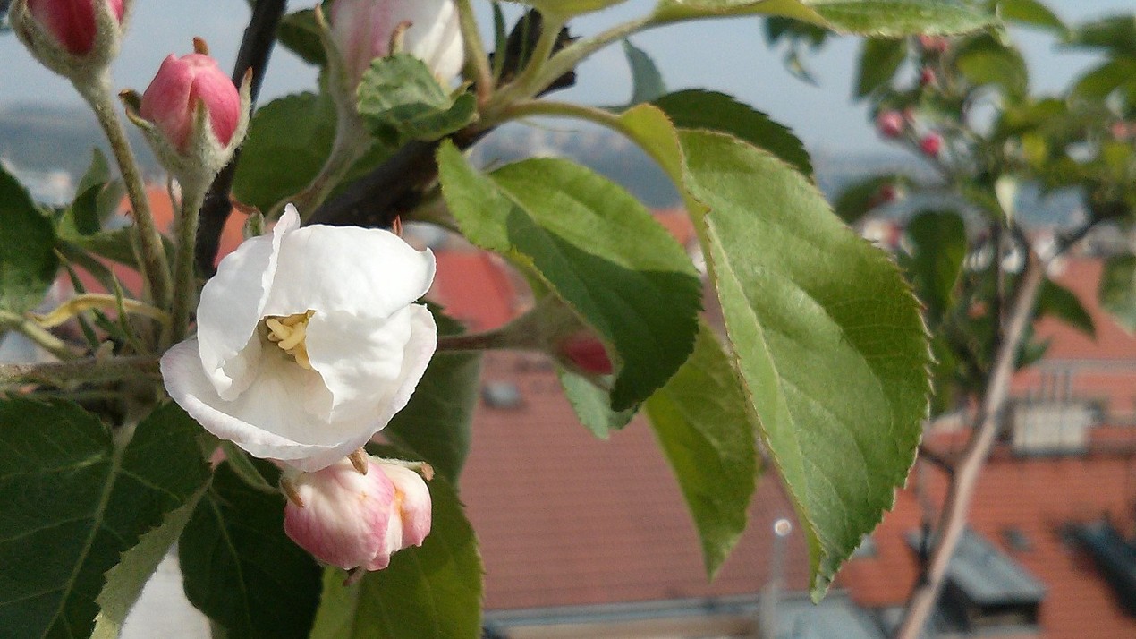 Apple blossom budding in spring