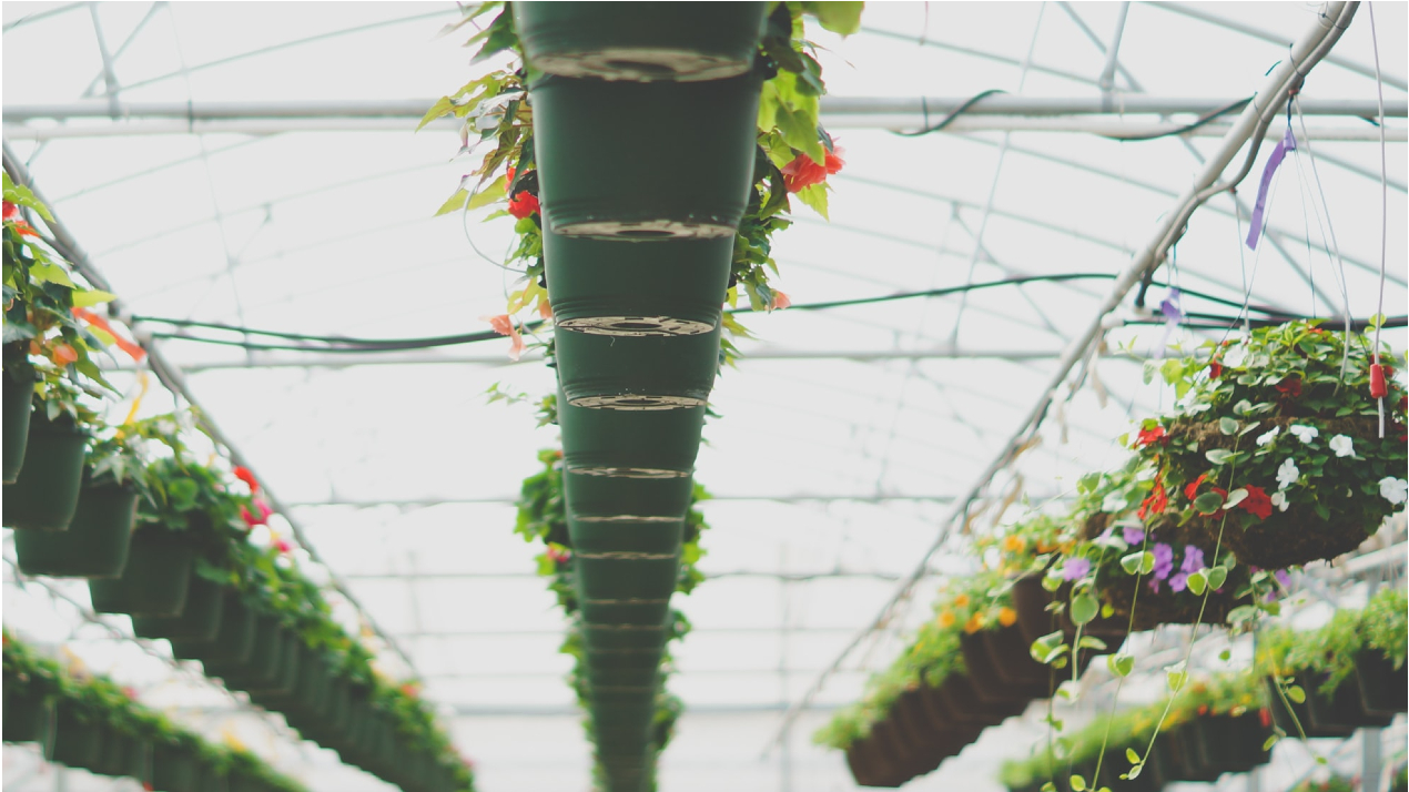 Greenhouse with hanging hydroponic system