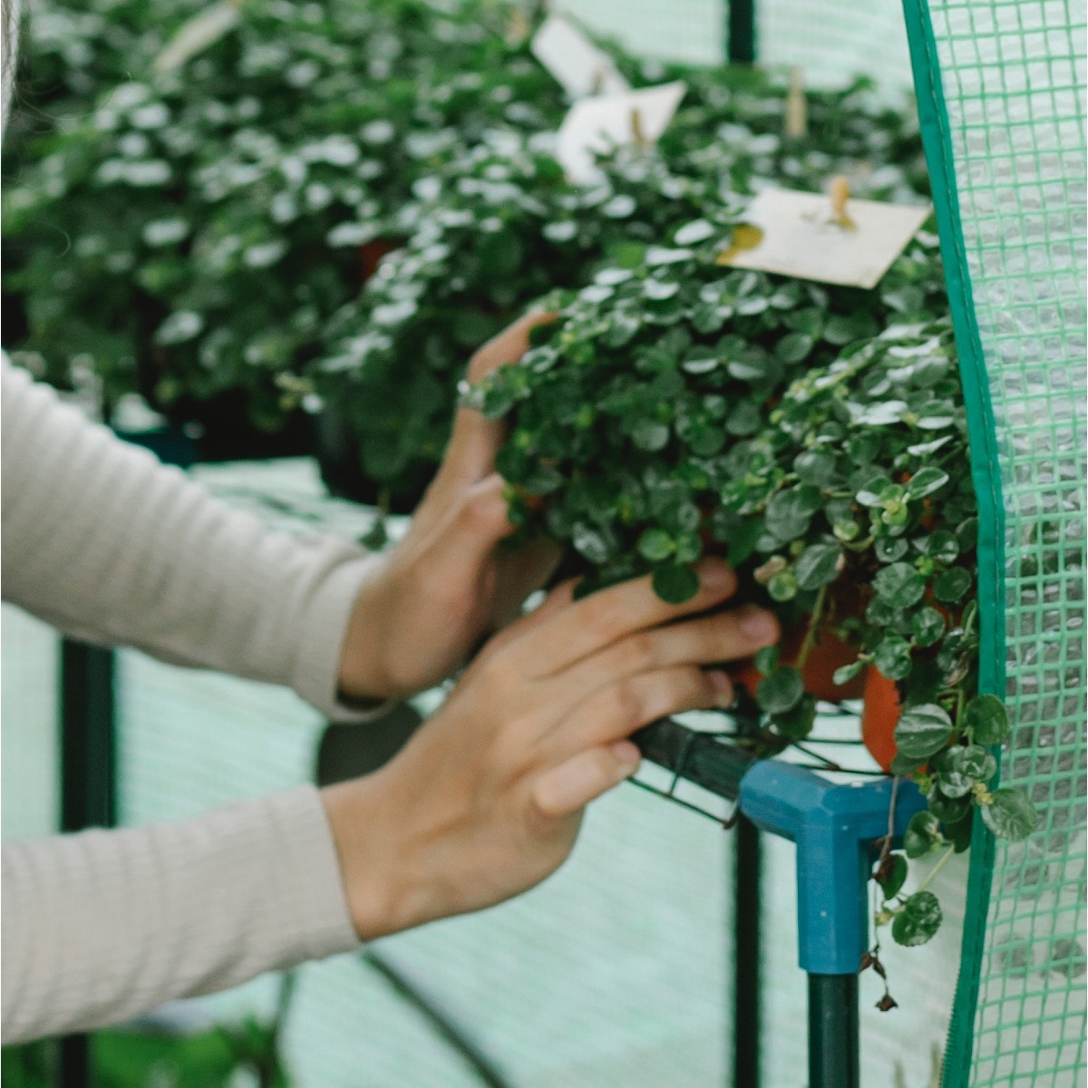 Tending a plant in a greenhouse