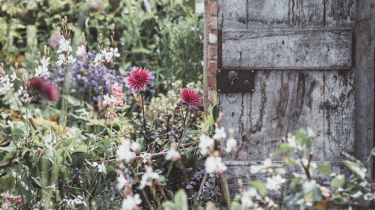 Aged door with wildflowers