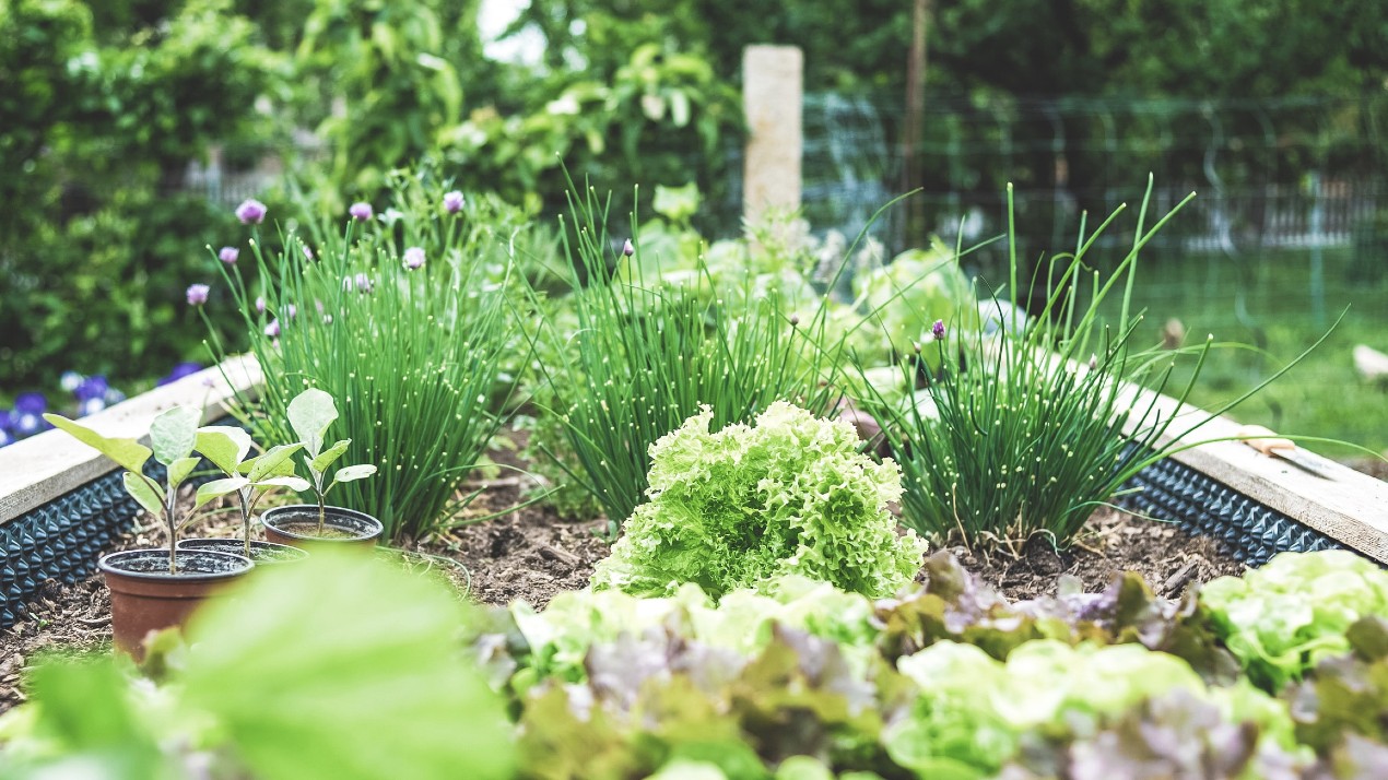 Walled plant bed with chives