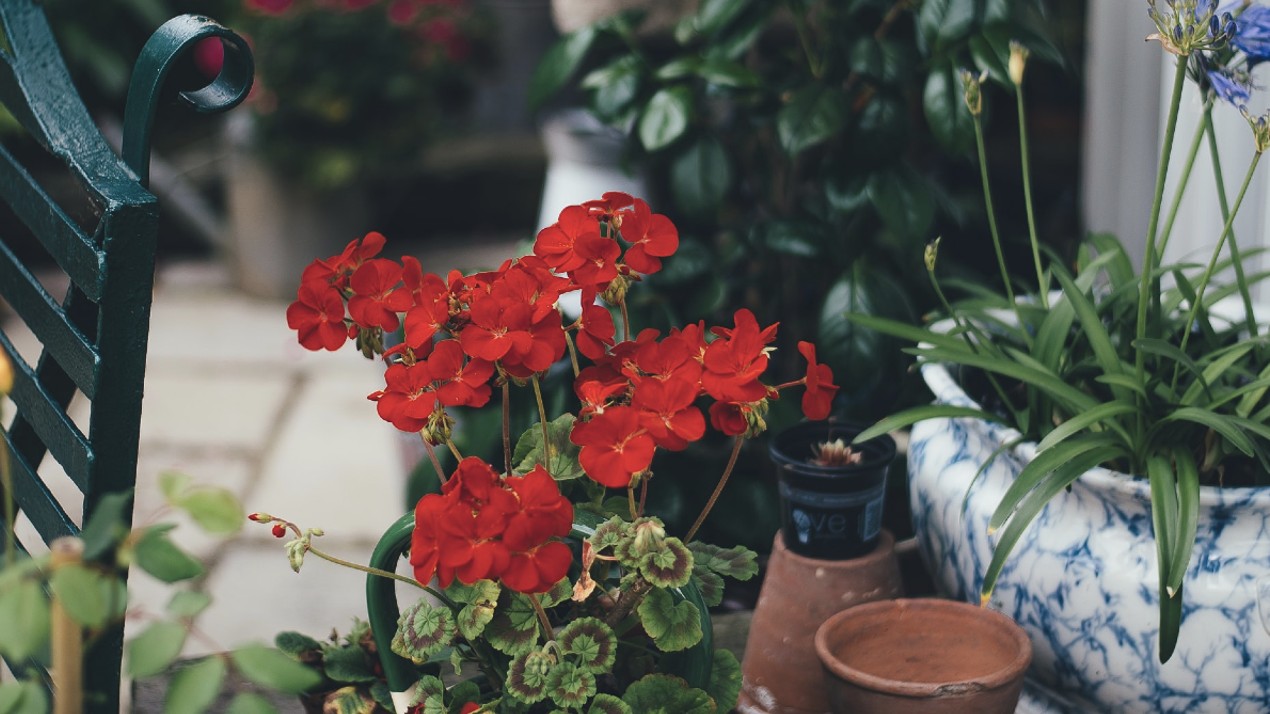 Geraniums and assorted plants