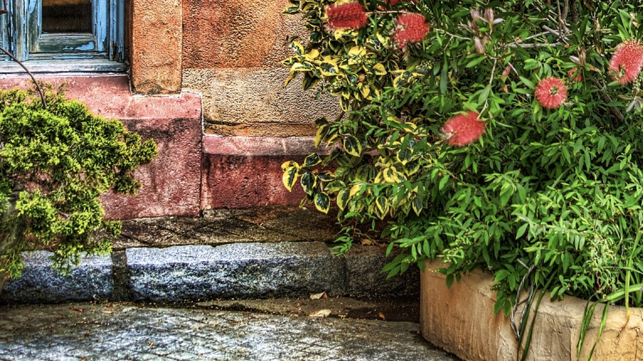 Crimson bottlebrush with rustic wall backdrop