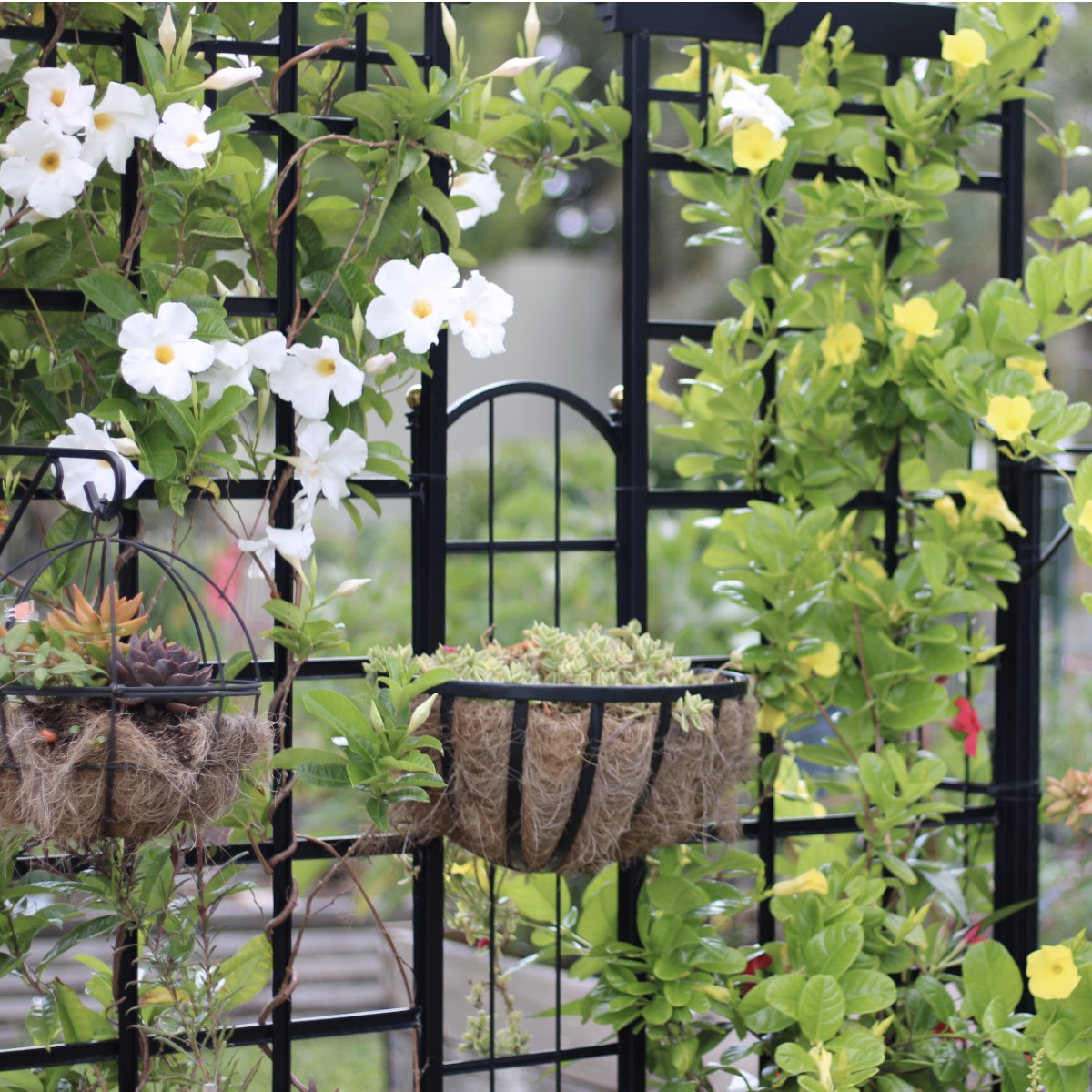 Trellis fence with baskets and white mandevilla vine