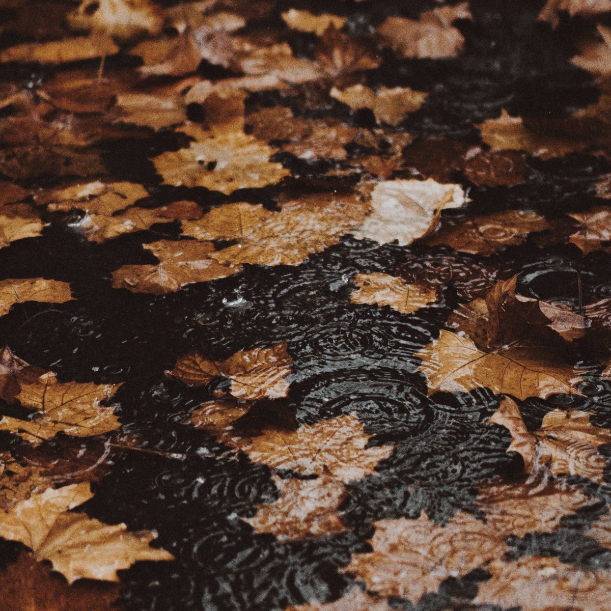 wet leaves on paving