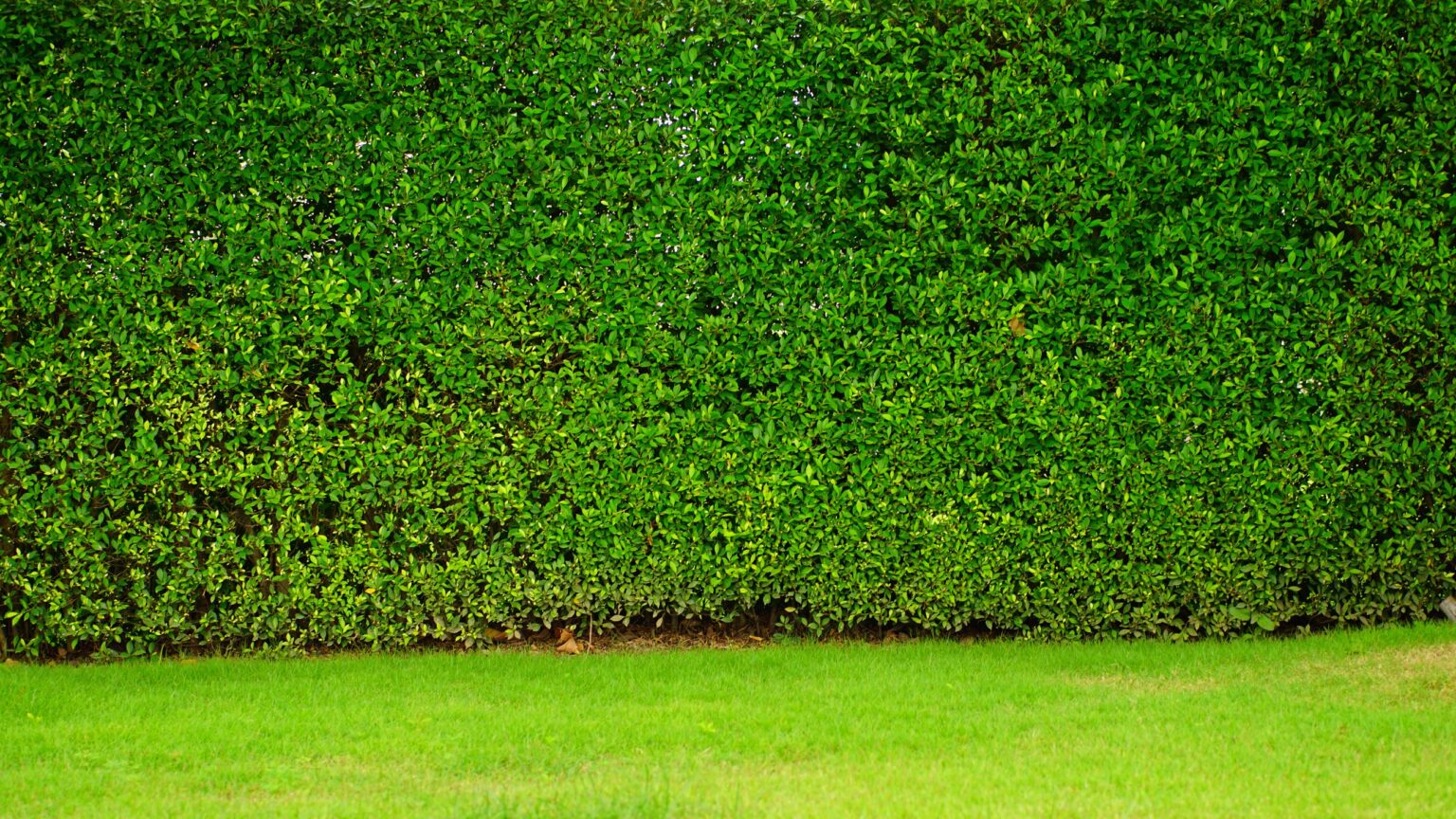 Formal Gardens - High Boundary hedges