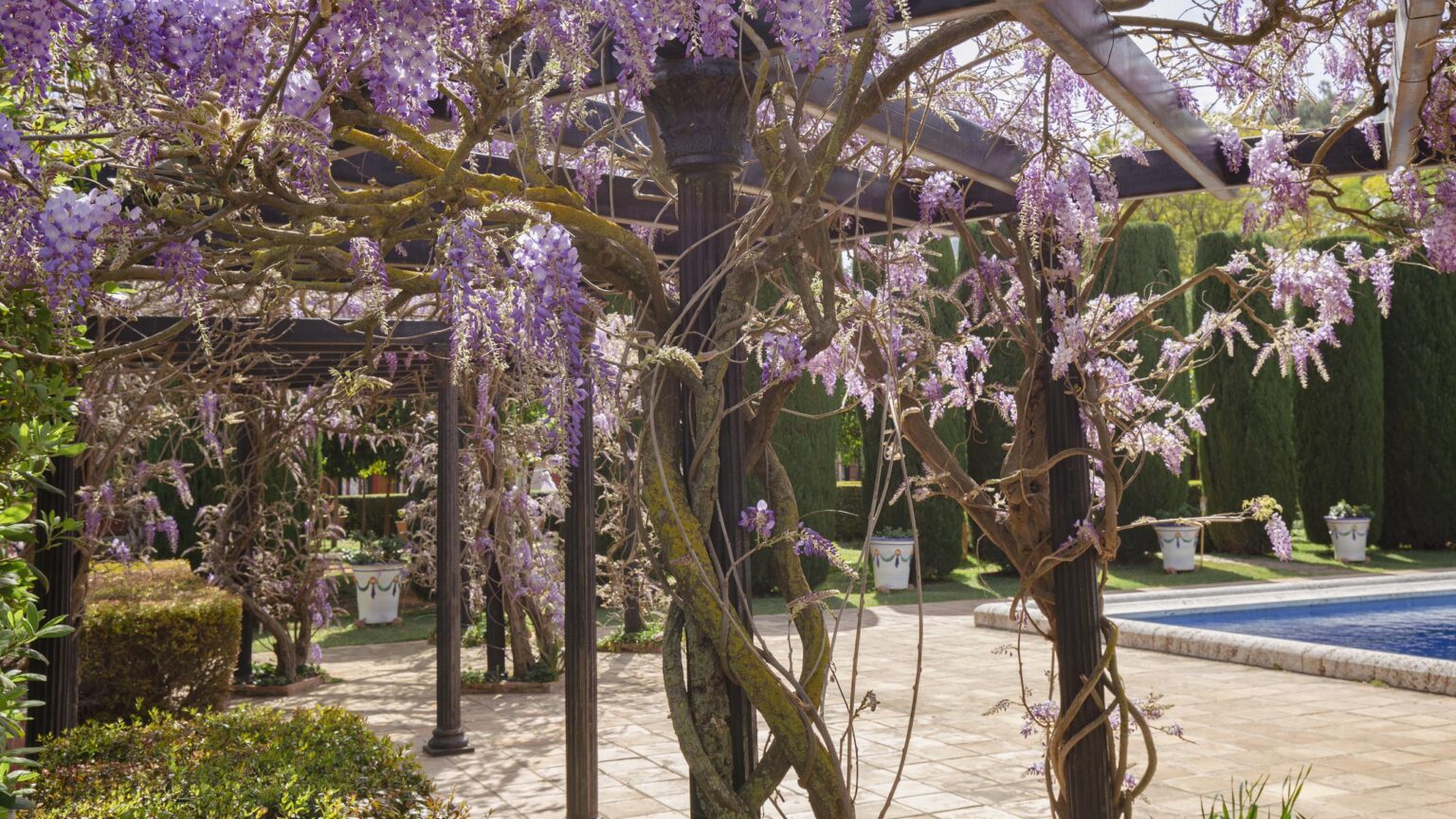Arbour with wisteria on paved terrace next to swimming pool - Mediterranean garden features