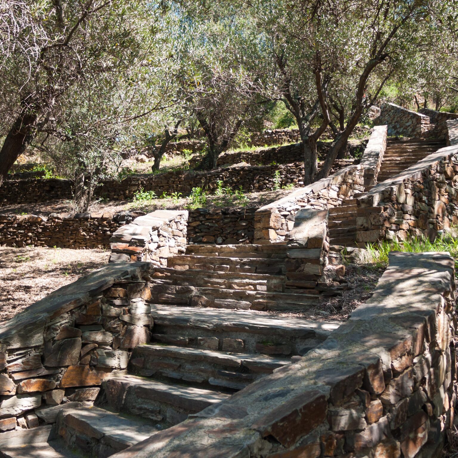 Rustic stone steps, Olive grove