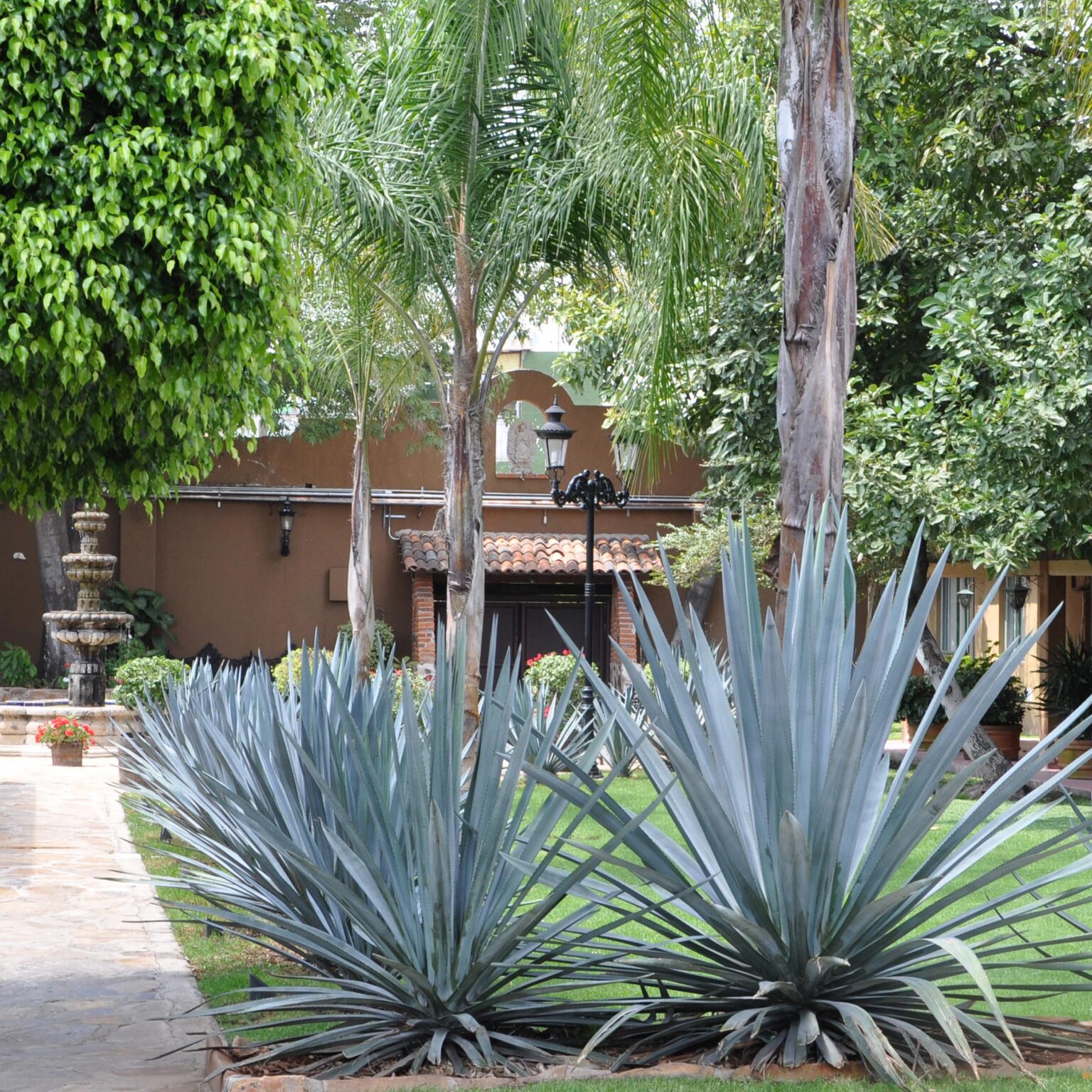 Mediterranean Plants - Agave