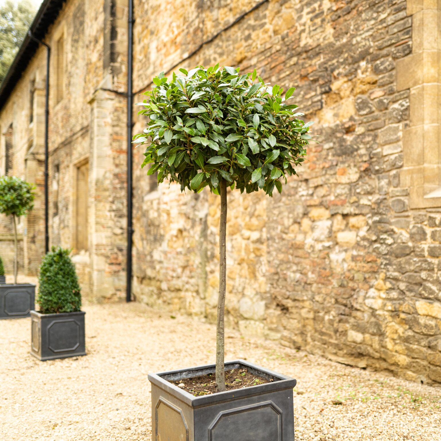 Mediterranean plants - Bay tree