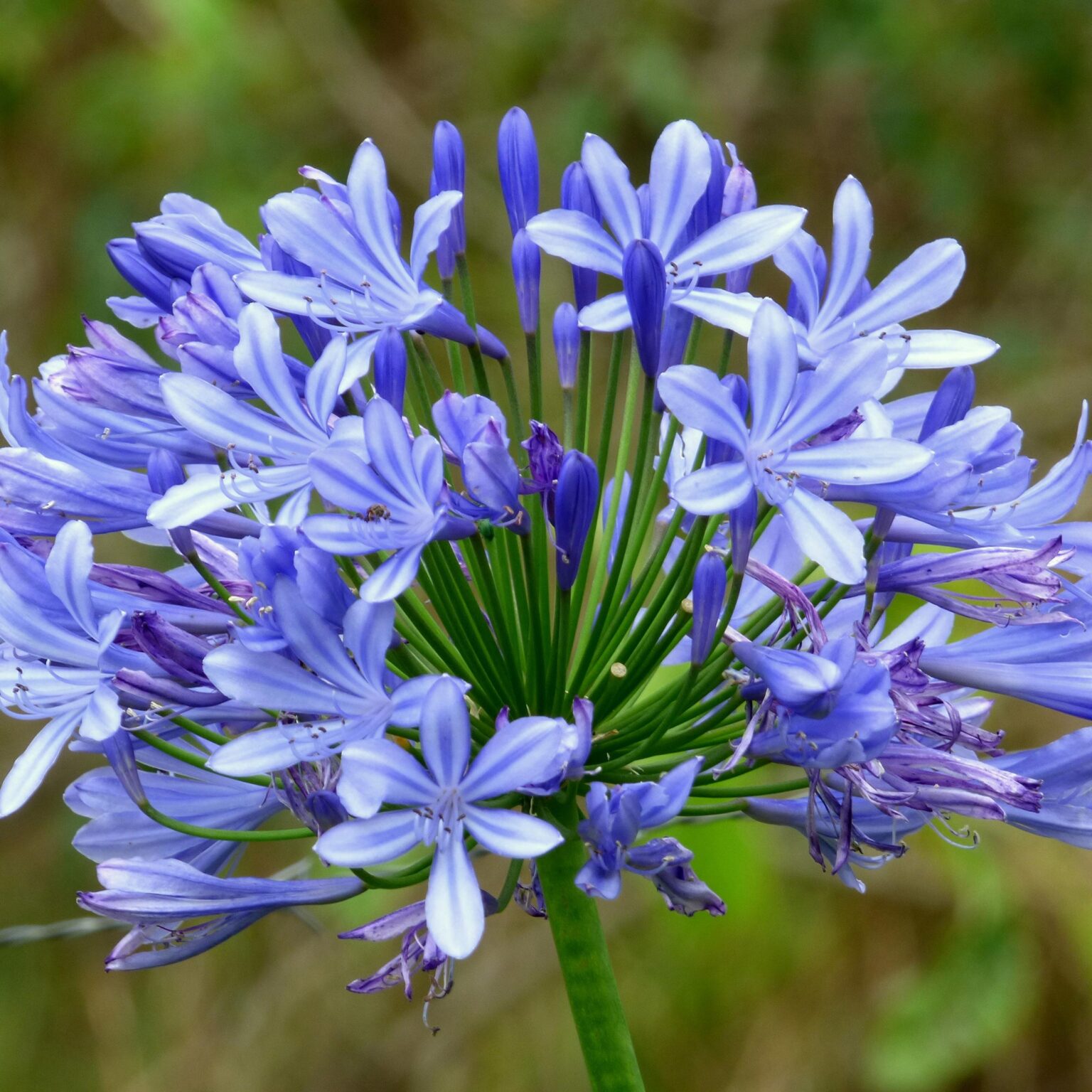 Mediterranean Plants - Blue African Lily