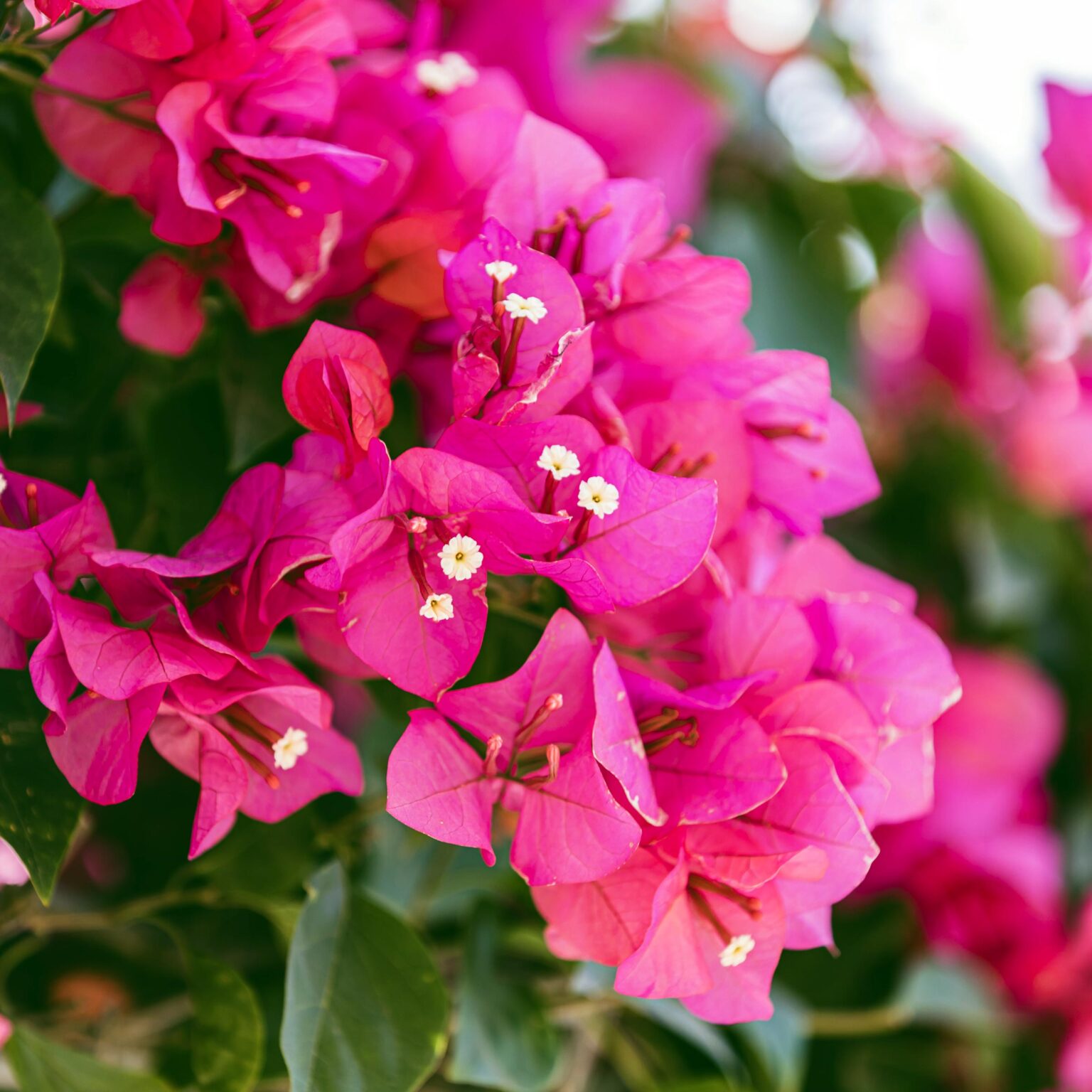 Mediterranean plants - Bougainvillae