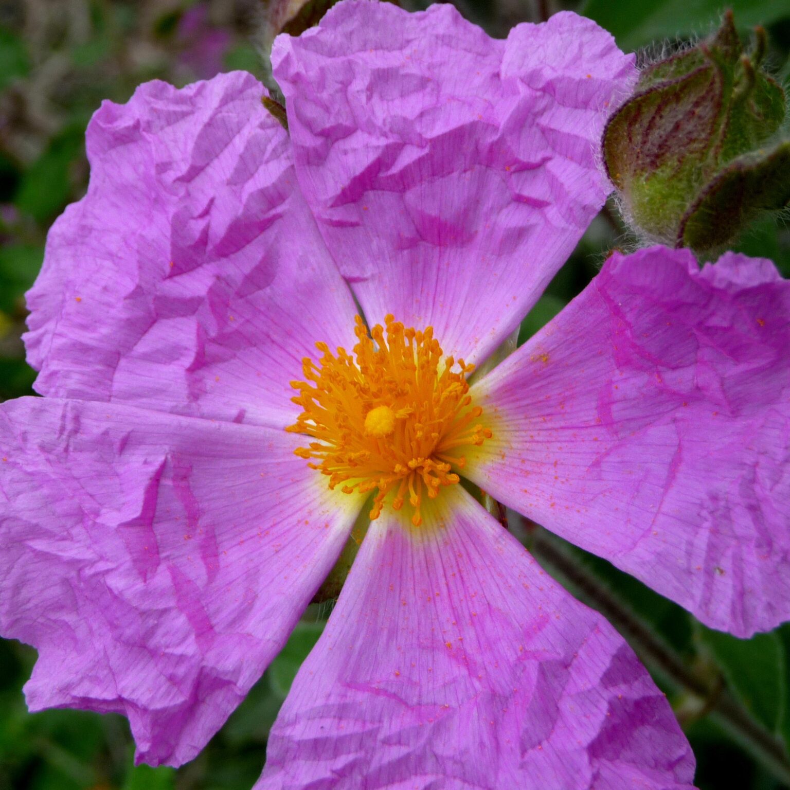 Mediterranean plants - Cistus