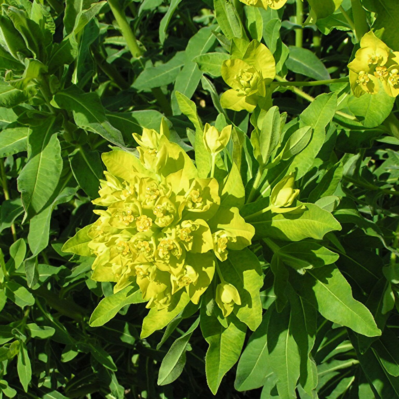 Euphorbia polychroma (Cushion Spurge)