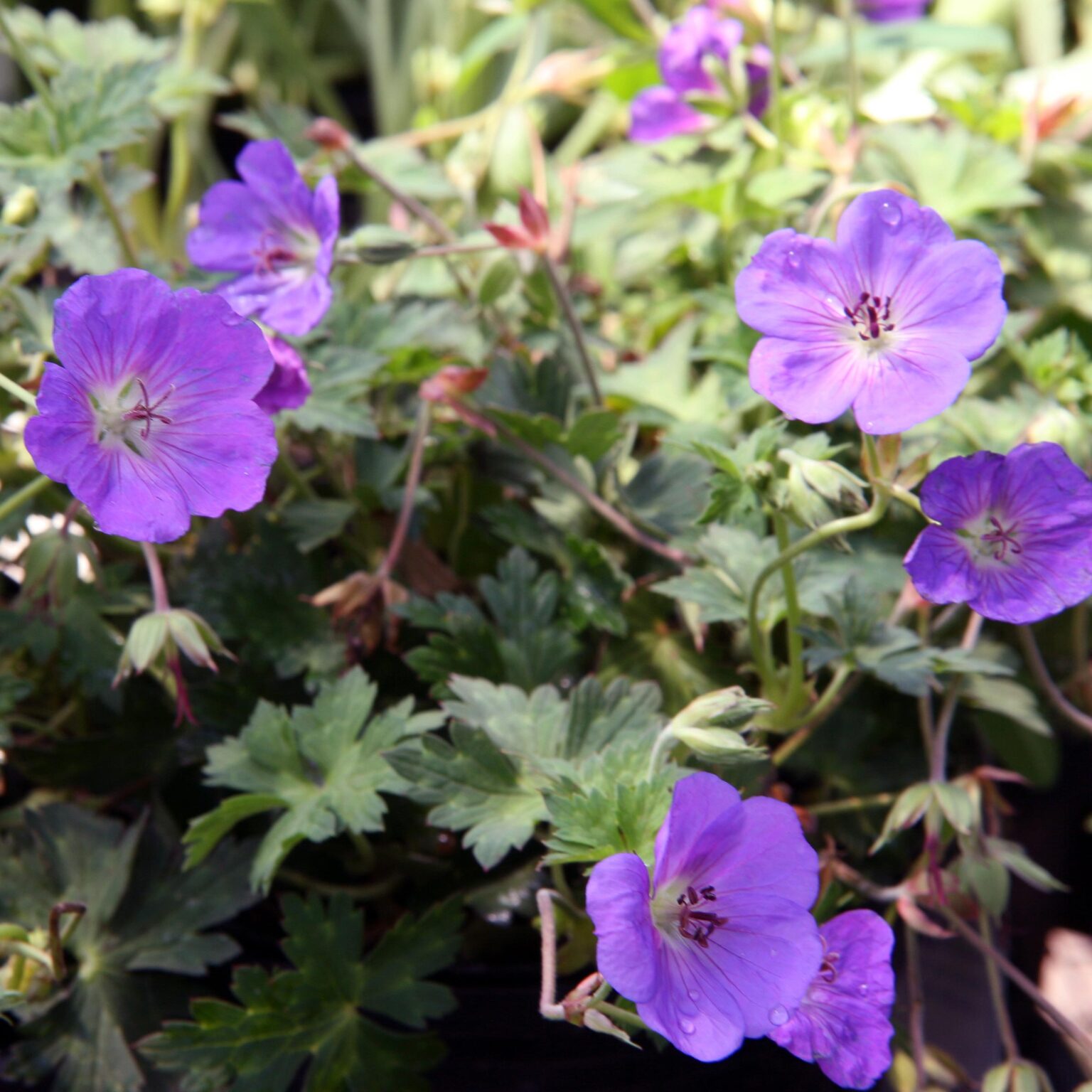 Mediterranean Plants - Geranium