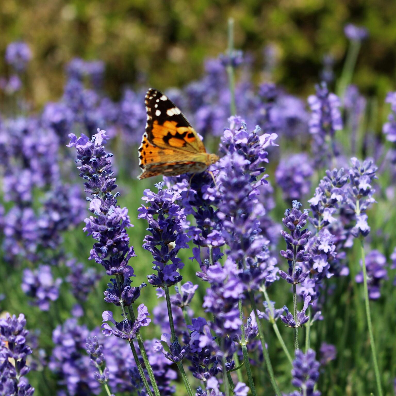 Mediterranean plants - Lavender