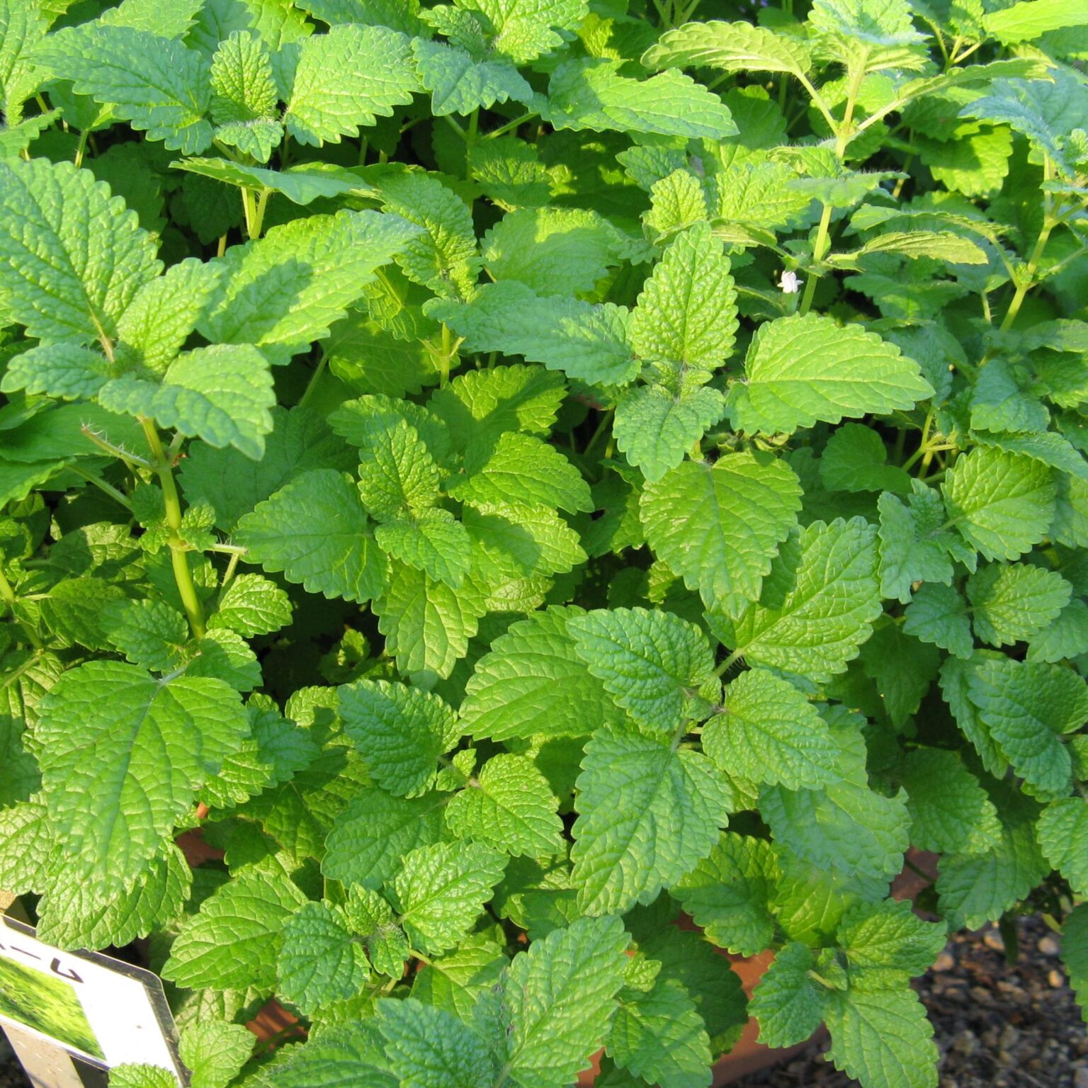 Mediterranean plants - Mint