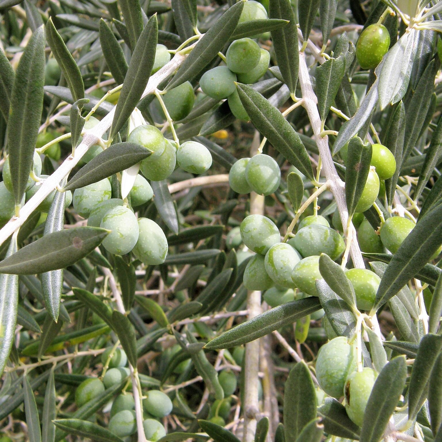 Mediterranean plants - Olive