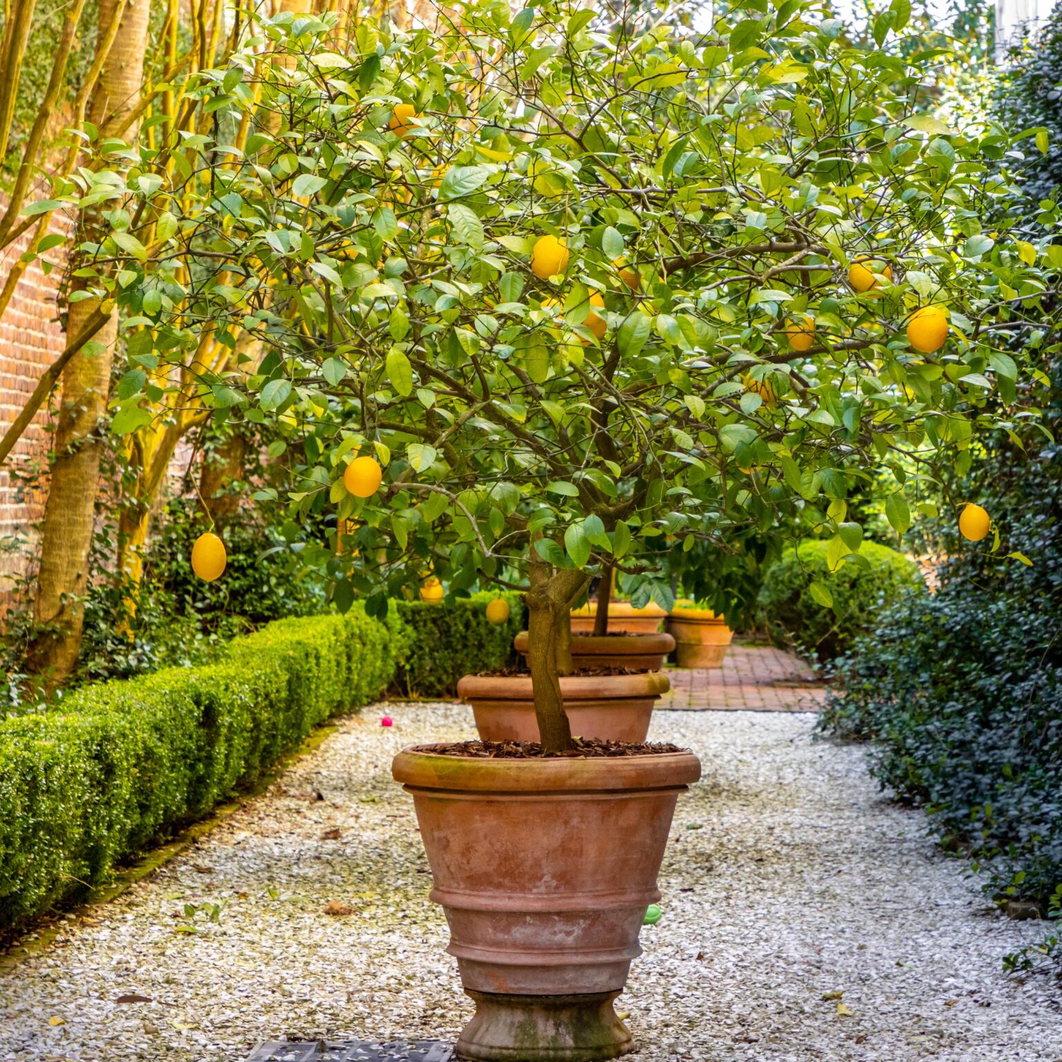 Mediterranean Plant - ornamental lemon