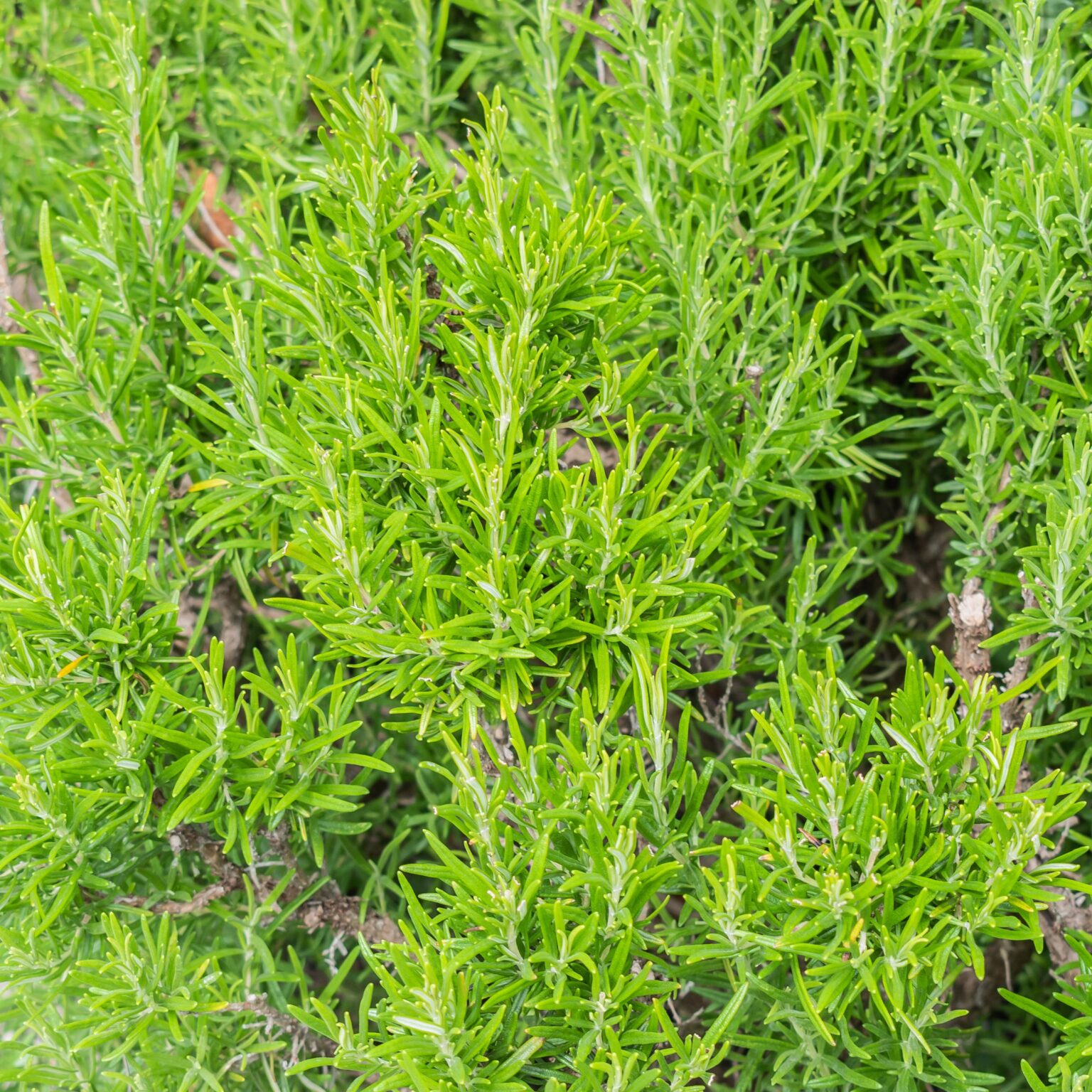 Mediterranean plants - rosemary