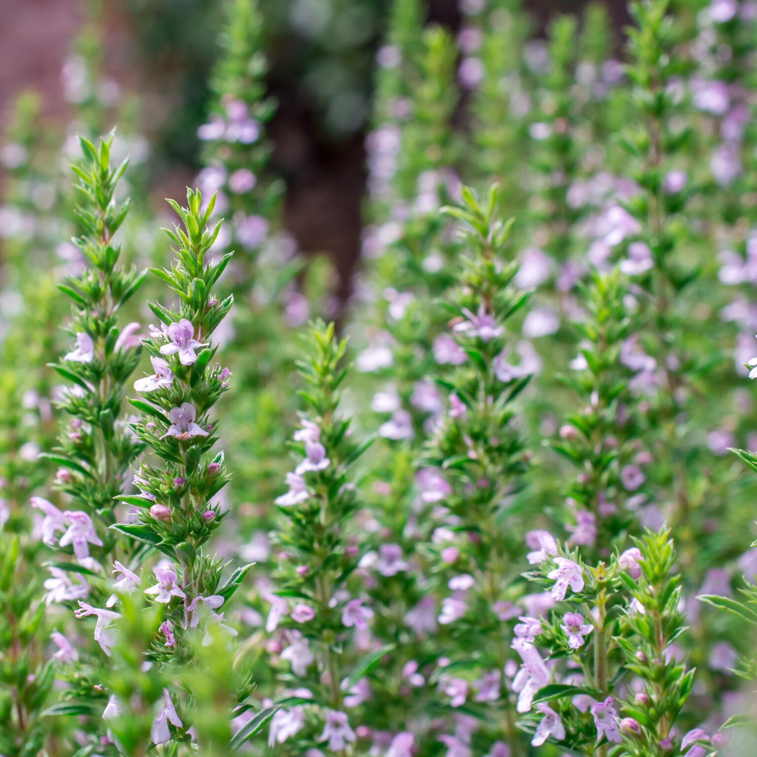 Mediterranean plants - Thyme