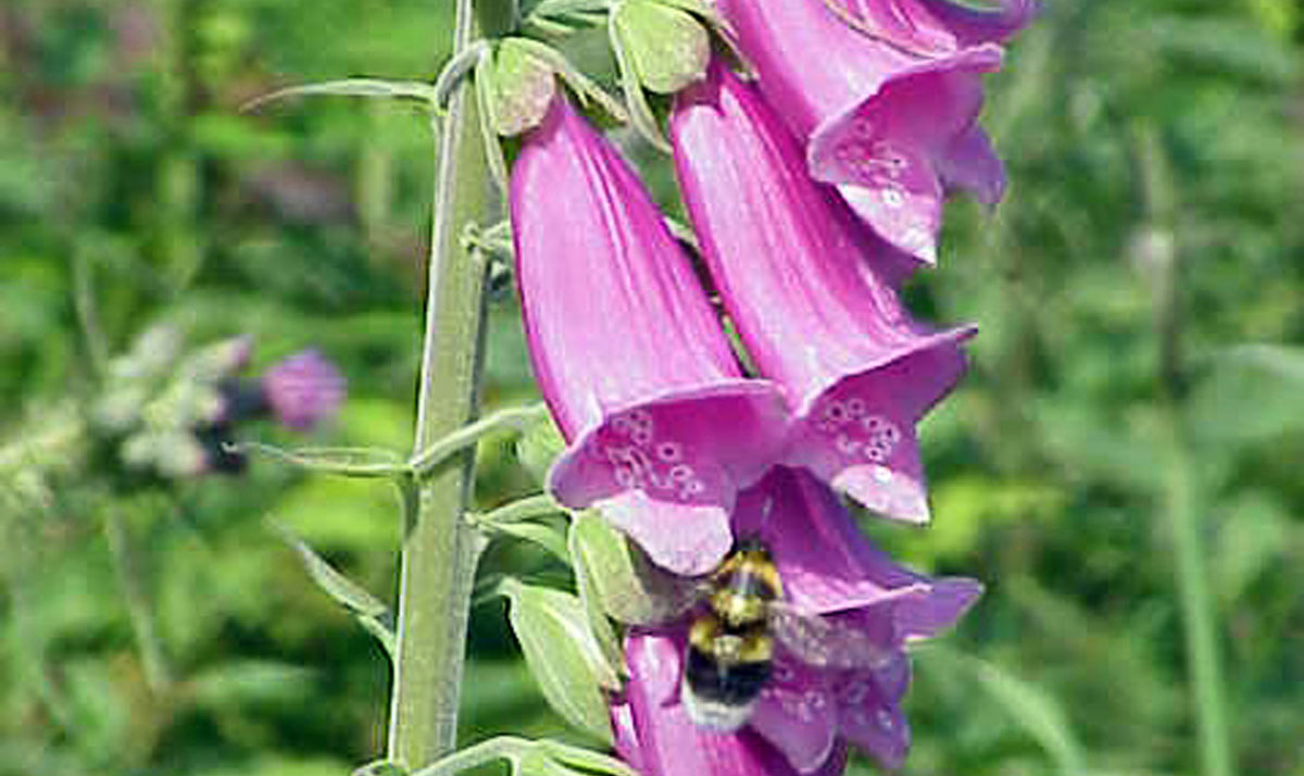 Foxgloves