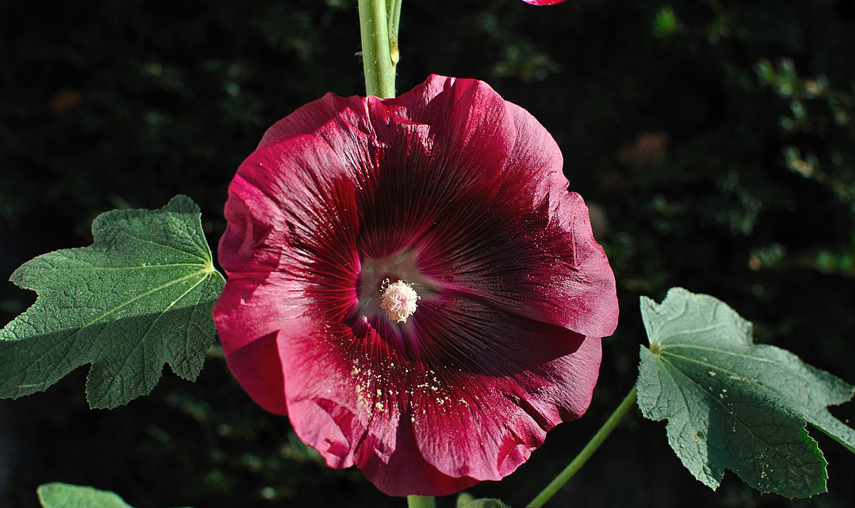 Hollyhocks